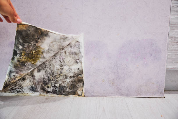 Best Black Mold Removal  in Reedurban, OH